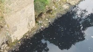 Jutaan Ikan di Bogor Mati, KP2C : Air Sungai Hitam dan Bau Jadi Penyebab