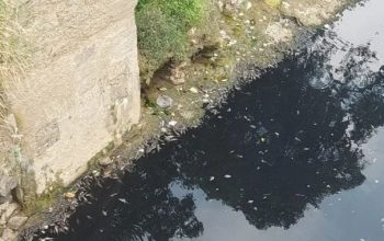 Aliran air Sungai Cileungsi, Kabupaten Bogor, Jawa Barat, kembali berwarna hitam sejak Minggu (10/9), sehingga menyebabkan ikan-ikan yang ada di dalamnya mati.
