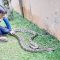 Tim Animal Rescue Damkar Kota Sukabumi