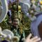 Peserta menggunakan kostum saat mengikuti karnaval budaya West Java Festival di Bandung, Jawa Barat, Minggu (3/9/2023). Karnaval dengan tema "Kebudayaan Untuk Merawat Bumi, Insect Of West Java" tersebut menampilkan kekayaan budaya dari 27 kota/kabupaten di Jawa Barat dan sekaligus salah satu puncak acara perpisahan Ridwan Kamil dan Uu Ruzhanul Ulum