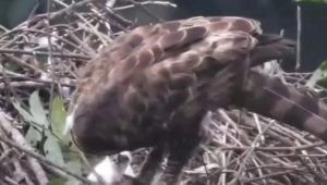 Gunung Gede Pangrango Catat Penambahan Burung Garuda Muda di TNGGP