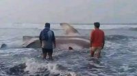 Warga di pesisir pantai selatan Cianjur, Jawa Barat, menemukan hiu paus tutul terdampar dalam kondisi mati, sehingga warga memotong dagingnya untuk di konsumsi, Jumat (8/9/2023).(Ahmad Fikri)