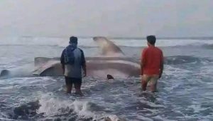 Warga Cianjur Temukan Hiu Paus Tutul Terdampar, Langsung Dipotong-potong