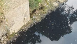 Soal Sungai Bogor Menghitam, Warga undang Terbuka Bupati