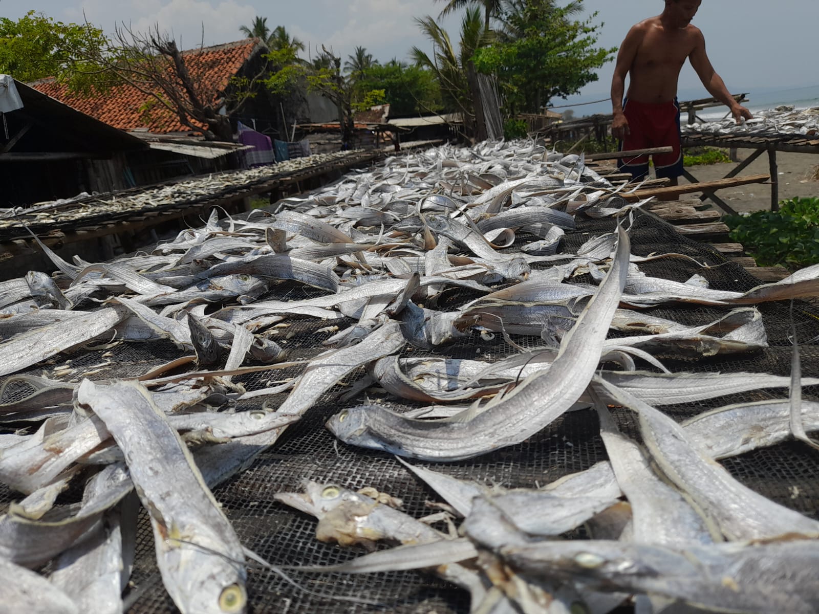 MENJEMUR IKAN : Salah seorang nelayan Desa Cipatuguran Kecamatan Palabuhanratu saat menjemur ikan hasil tangkapan.