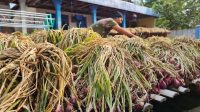 MAKIN UNTUNG: Petani bawang merah di Brebes merasakan tanahnya subur dan produktivitasnya meningkat 30 persen setelah menggunakan pupuk organik. (Foto : Humas Pemprov Jateng)