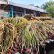 MAKIN UNTUNG: Petani bawang merah di Brebes merasakan tanahnya subur dan produktivitasnya meningkat 30 persen setelah menggunakan pupuk organik. (Foto : Humas Pemprov Jateng)