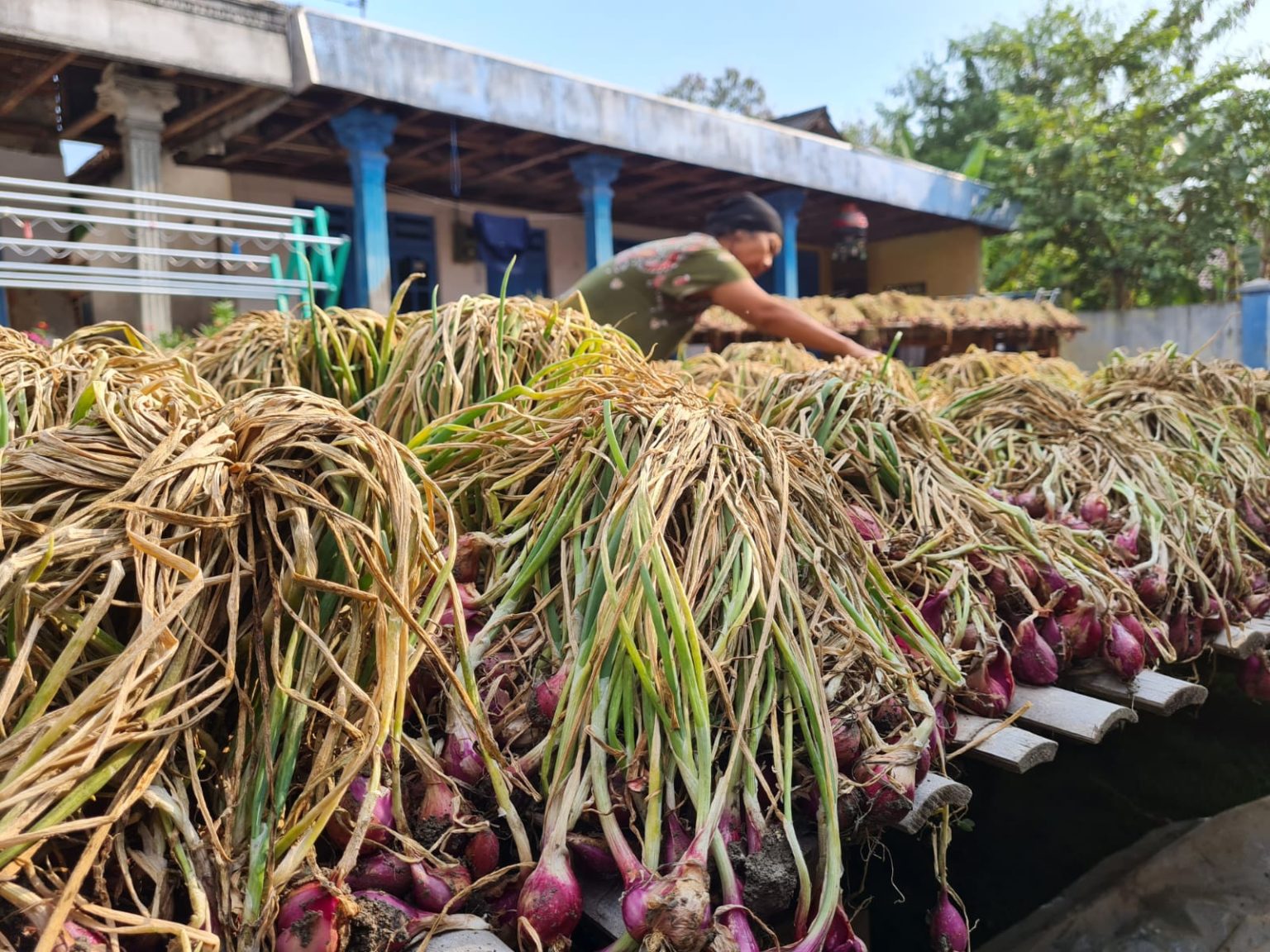 MAKIN UNTUNG: Petani bawang merah di Brebes merasakan tanahnya subur dan produktivitasnya meningkat 30 persen setelah menggunakan pupuk organik. (Foto : Humas Pemprov Jateng)