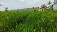Petugas dari Lembaga Sertifikasi Organik dan perwakilan dari pemerintah daerah mengecek lahan pertanian organik di Kampung Ciawitali, Desa Mangkurakyat, Kecamatan Cilawu, Kabupaten Garut, Jawa Barat, Senin (9/10/2023). (Feri Purnama)