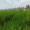 Petugas dari Lembaga Sertifikasi Organik dan perwakilan dari pemerintah daerah mengecek lahan pertanian organik di Kampung Ciawitali, Desa Mangkurakyat, Kecamatan Cilawu, Kabupaten Garut, Jawa Barat, Senin (9/10/2023). (Feri Purnama)