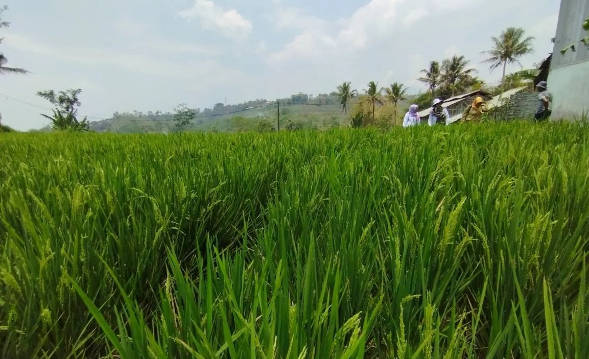 Petugas dari Lembaga Sertifikasi Organik dan perwakilan dari pemerintah daerah mengecek lahan pertanian organik di Kampung Ciawitali, Desa Mangkurakyat, Kecamatan Cilawu, Kabupaten Garut, Jawa Barat, Senin (9/10/2023). (Feri Purnama)