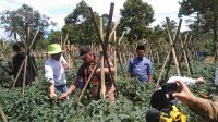 PANEN : Ponpes Al-Hikmah Al-Mahfuziyah mulai menanam cabai pada bulan November 2022 dilahan seluas 700 meter persegi melalui bantuan Program Sosial Bank Indonesia (PSBI) 