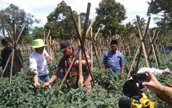 PANEN : Ponpes Al-Hikmah Al-Mahfuziyah mulai menanam cabai pada bulan November 2022 dilahan seluas 700 meter persegi melalui bantuan Program Sosial Bank Indonesia (PSBI) 