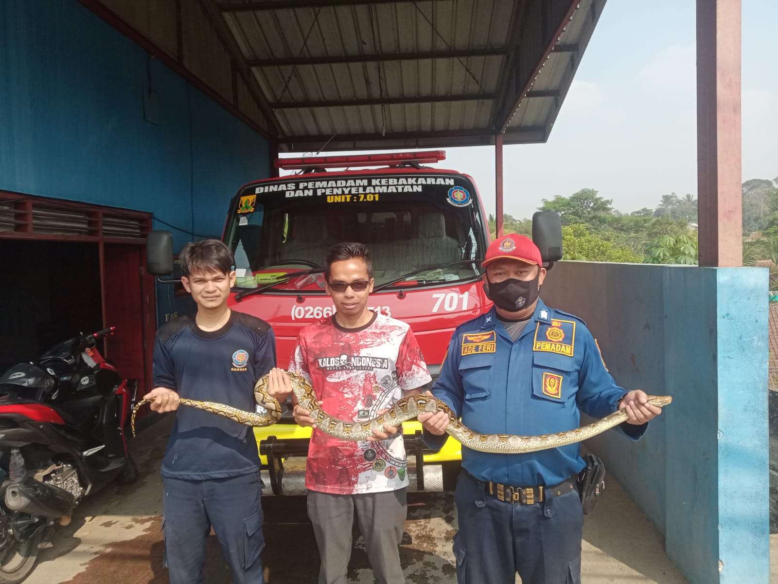 DIAMANKAN : Petugas Posko VI Sukaraja pada Dinas Pemadam Kebakaran Kabupaten Sukabumi, saat menyerahkan ular sanca kembang ke Exalos pada Rabu (04/10).