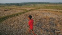Seorang anak melintasi area persawahan yang sudah tidak produktif di Desa Wening galih, Kecamatan Jonggol, terdampak kekeringan. (Radar Bogor/Hendi Novian)