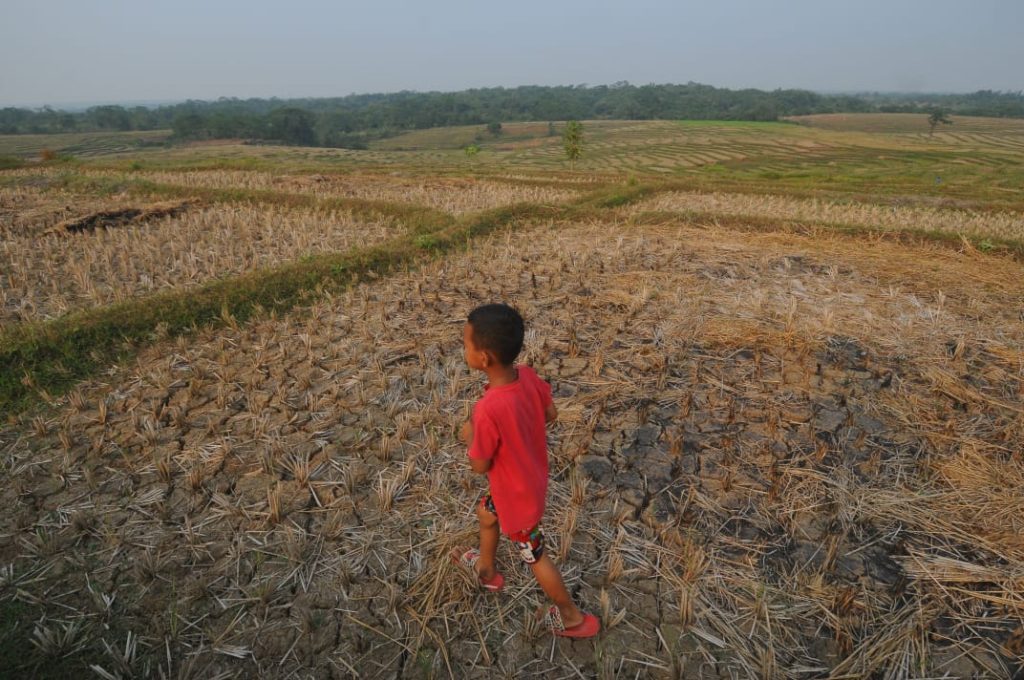 Seorang anak melintasi area persawahan yang sudah tidak produktif di Desa Wening galih, Kecamatan Jonggol, terdampak kekeringan. (Radar Bogor/Hendi Novian)