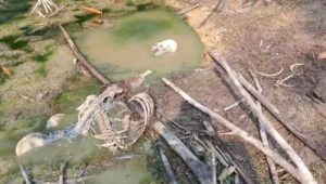 Geger di Jasinga Bogor, Kerangka Manusia Ditemukan Berserakan di Kebun Bambu