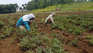 Hektaran Ubi Jepang di Kadudampit Sukabumi Terserang Hama Lanas