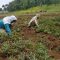 Petani Ubi Jepang Kadudampit Sukabumi