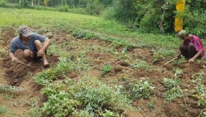 Dampak El Nino di Sukabumi, Panen Ubi Jepang Untuk Ekspor ke Singapura Menurun Drastis 