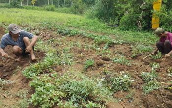 Petani Ubi Jepang Sukabumi
