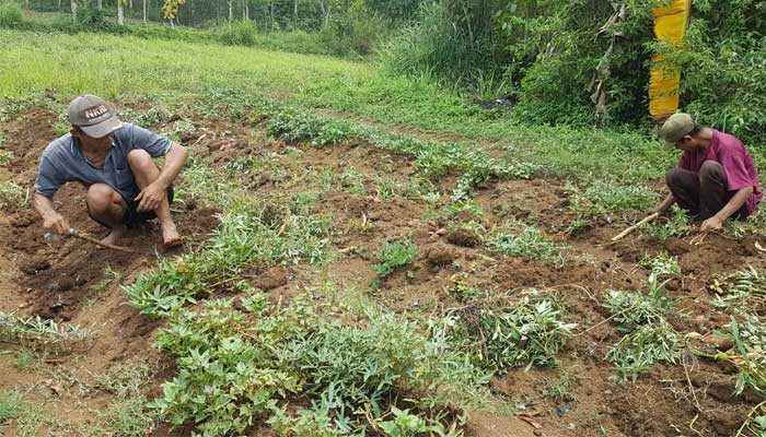 Petani Ubi Jepang Sukabumi