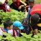 Polbangtan Kementan Tumbuhkan Minat di Bidang Pertanian Sejak Usia Dini
