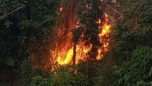 Kawasan Puncak Bogor Membara