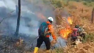 Padamkan Kebakaran di Gunung Papandayan, BKSDA Tambah Kekuatan Personel