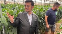 Mentan Syahrul Yasin Limpo saat mengunjungi screen house hortikultura di Almeria, Spanyol, Kamis (28/9/2023). (Kementan)
