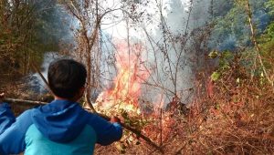 Menteri LHK Sebut Potensi Karhutla Meningkat