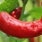 Manfaat Cabai Merah yang Luar Biasa--Pixabay/NoName_13
