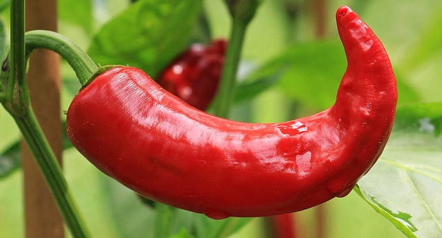 Manfaat Cabai Merah yang Luar Biasa--Pixabay/NoName_13