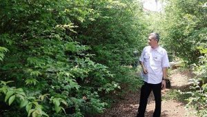 Camat Sukaraja Sukabumi Akan Kembangkan Agrowisata Anggur Brazil di Taman Bejo