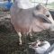 Kelahiran Sapi Ongol