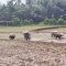 Petani Cibereum Kota Sukabumi