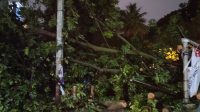 Petugas sudah memotong-motong batang pohon yang tumbang di Jalan Manunggal, Kelurahan Menteng, Kecamatan Bogor Barat, Kota Bogor, Provinsi Jawa Barat, Selasa (31/10/2023) sore. (Linna Susanti)