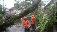 Pohon menimpa bangunan akibat bencana alam angin kencang di Kecamatan Ciomas, Kabupaten Bogor, Jawa Barat, Selasa (31/10/2023). (BPBD Kabupaten Bogor)