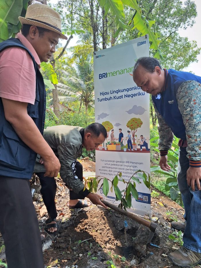 KOMPAK: BRI Unit Citepus menyerahkan bantuan program BRI Menanam berupa 110 bibit durian di Desa Sukamaju Kecamatan Cikakak, Jumat (10/11/2023).
