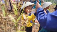 MEMANEN HANJELI : Salah seorang anak pada saat diajarkan cara memanen Hanjeli (Coix lacryma-jobi). Tidak hanya untuk ekonomi, tapi wisata hanjeli menerapkan edukasi kepada anak-anak. (foto : Dok Abah Asep)