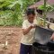 Ibu Shinta, Masyarakat Sumba Barat dapat menanam dan menyiram benih sayur di pekarangan rumahnya setelah Save the Children membantu menyediakan akses air bersih bagi Masyarakat sekitar