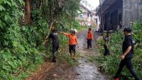 BPBD Kota Sukabumi Gercep Evakuasi Pohon Tumbang di Jalan Palasari