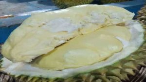 Nikmatnya Ci Igung, Durian Lokal Cikakak Sukabumi