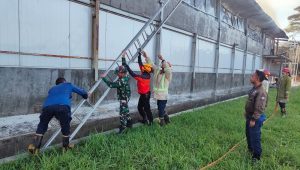 Kandang Peternakan di Nagrak Sukabumi Terbakar, Delapan Ribu Nyawa Ayam Melayang 