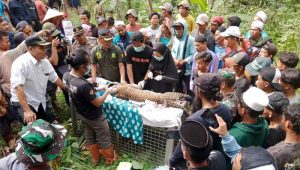 Macan Tutul Jawa Terperangkap di Kalibunder Sukabumi