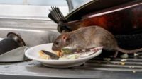 Tidak sedikit tikus yang berkeliaran dengan bebas di rumah yang bisa menularkan banyak penyakit (Nur Afni Septiani)