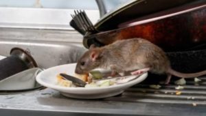 Tips Mengusir Tikus dengan Ampuh, Pertahankan Kebersihan