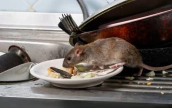 Tidak sedikit tikus yang berkeliaran dengan bebas di rumah yang bisa menularkan banyak penyakit (Nur Afni Septiani)