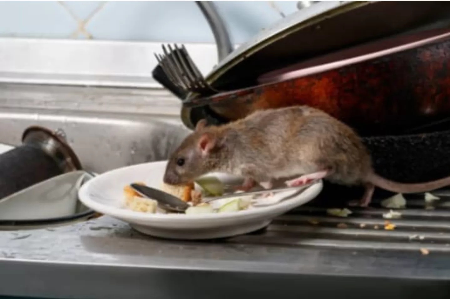 Tidak sedikit tikus yang berkeliaran dengan bebas di rumah yang bisa menularkan banyak penyakit (Nur Afni Septiani)
