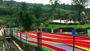Mirip Goalpara Tea Park Sukabumi, Bogor Miliki Agrowisata Gunung Mas, Cek Harga Tiketnya